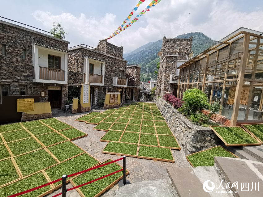 2016年正在曬春茶“茶祥子”制茶坊。受訪者供圖