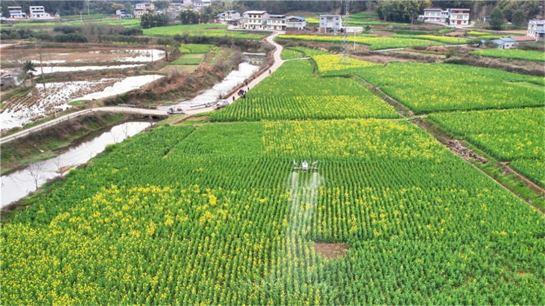 植保無人機正在進行“飛防”作業(yè).jpg