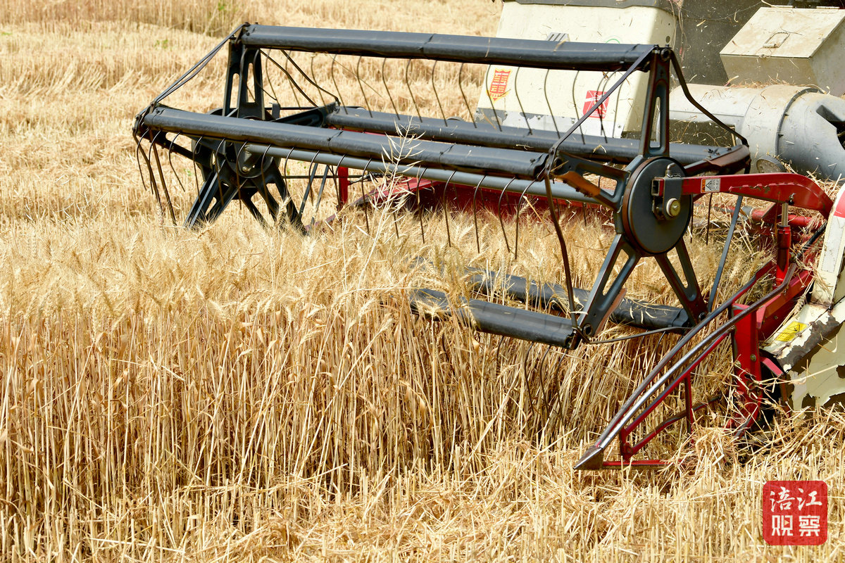 河南麥客5_1.jpg